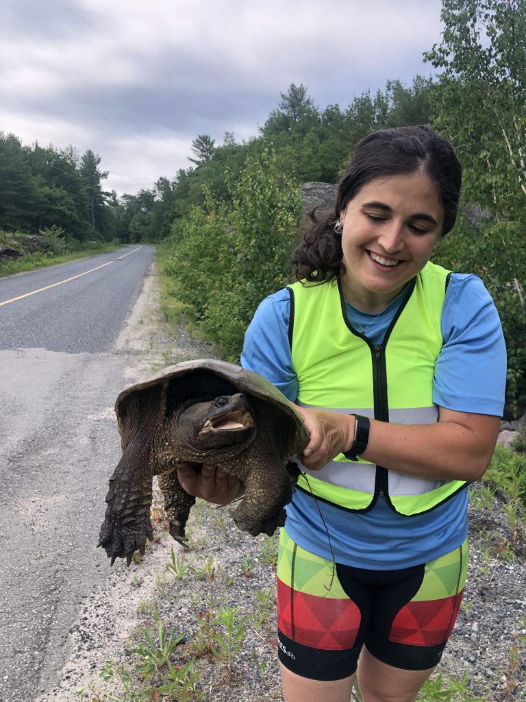 A road monitor wears a safety vest and holds a big snapping turtle on the side of a road.