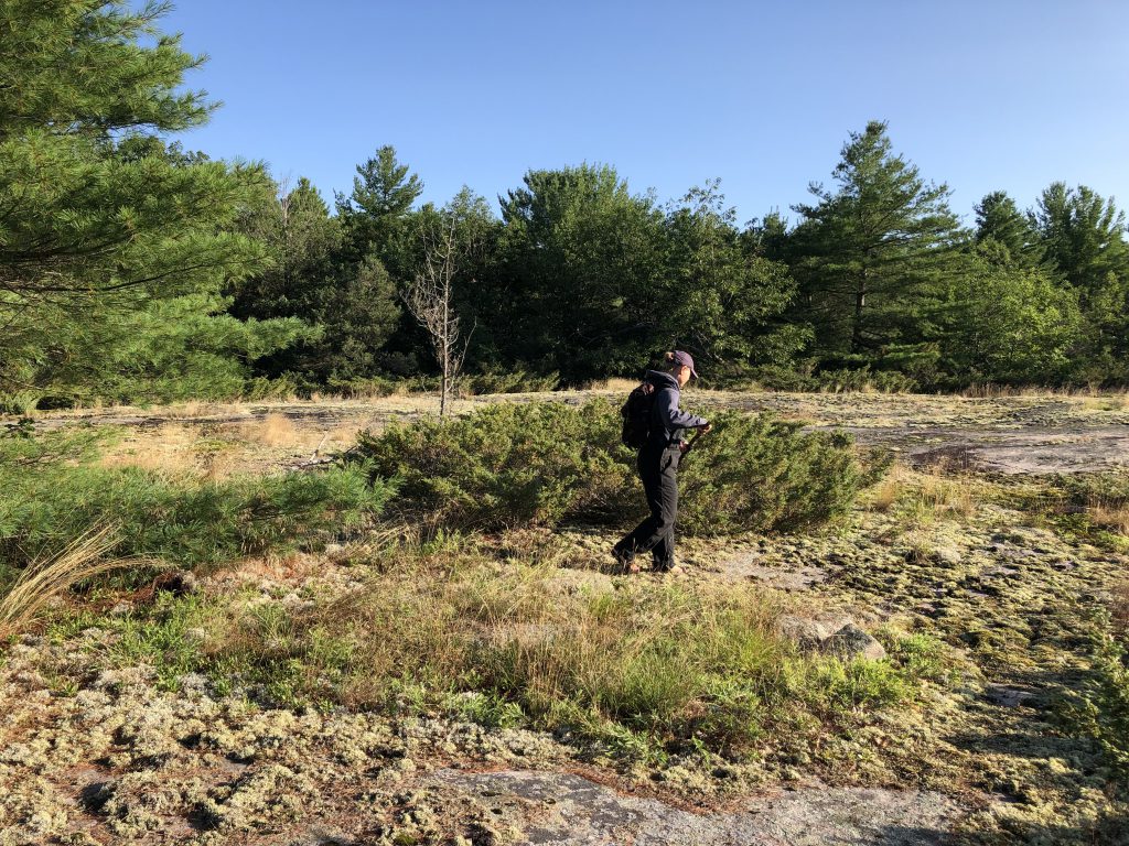 Someone walks across a rock barren habitat in the evening. There are lichens, grasses, and juniper growing on the rocks. There are pine trees at the edge of the barrens.