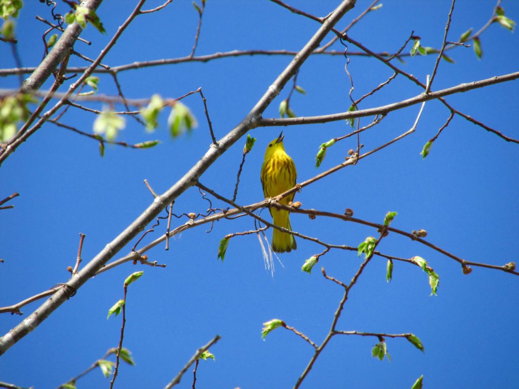 A Yellow Warbler. Photo: Tianna Burke