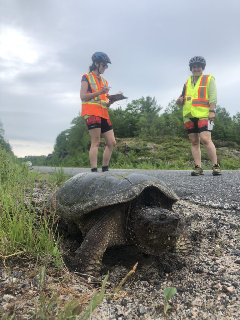 A nesting snapping turtle observed on a road survey.