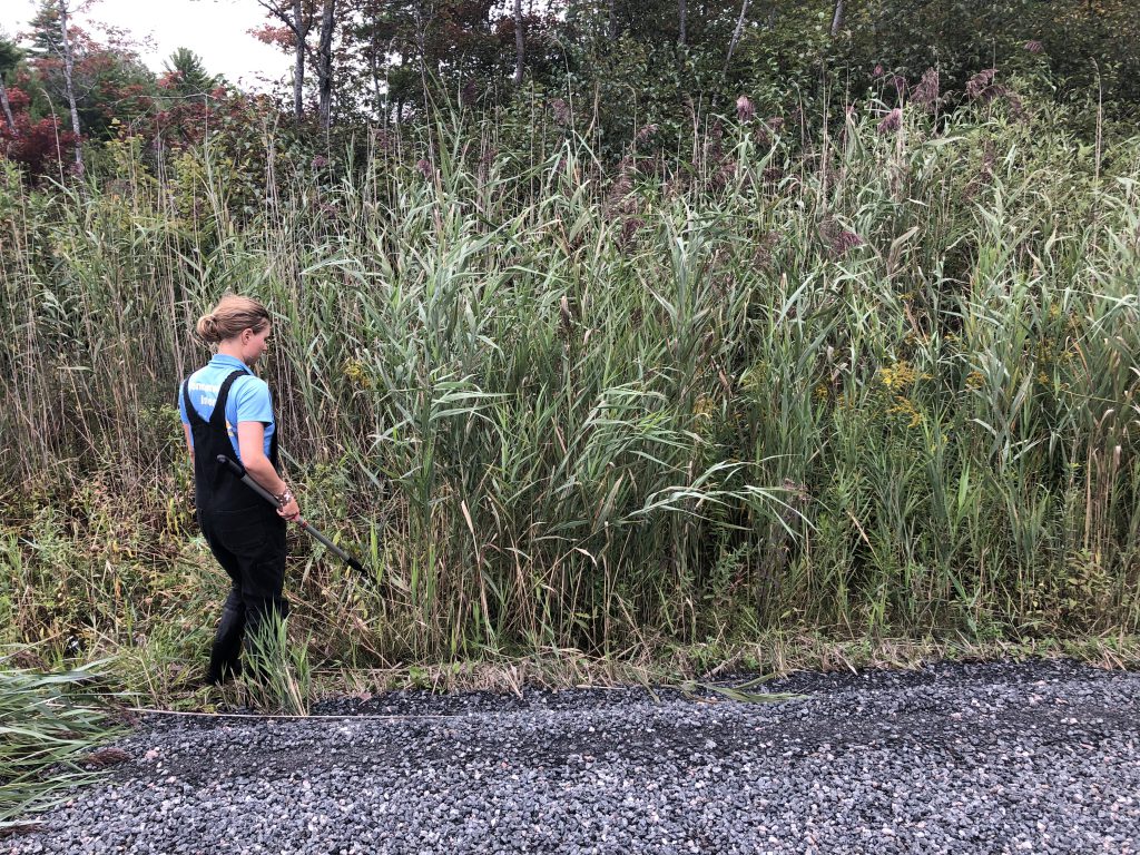 A person with cutters walks towards some phragmites growing at the side of a road.