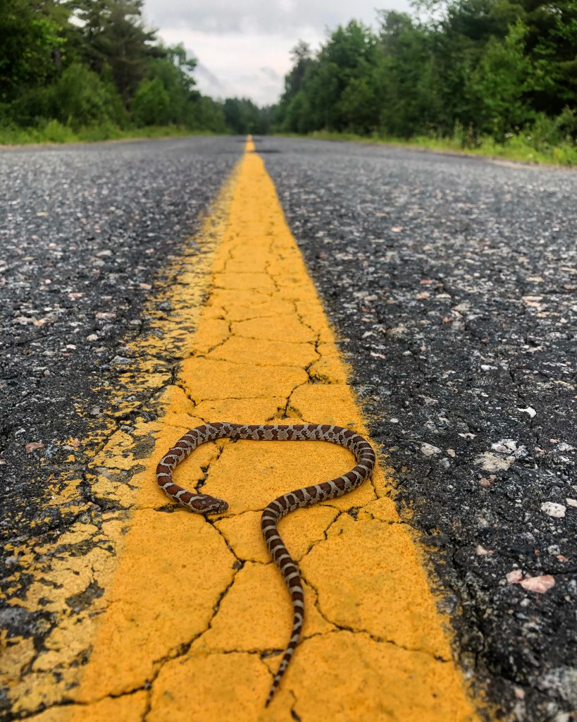 A small milksnake on the centre line of a road.