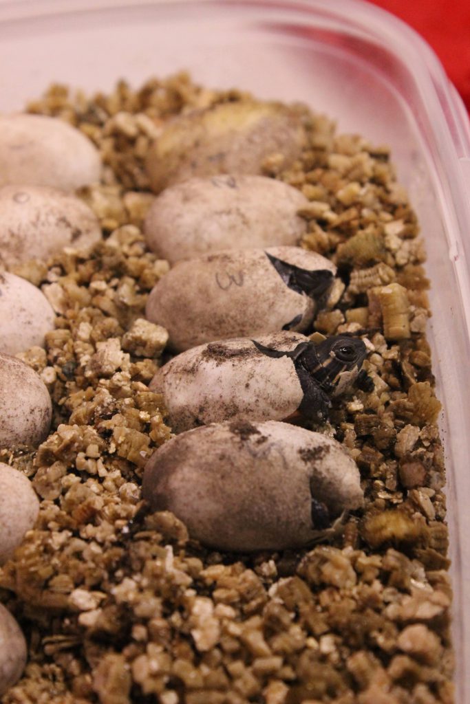 Turtle eggs in a container. A painted turtle hatchling is poking its head out of an egg.