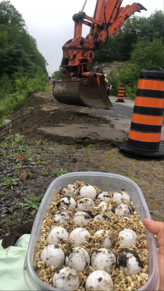 A photo of a reusable container filled with vermiculite. 22 turtle eggs are placed in the vermiculite. In the background there is construction work happening on a road. There is an excavator and safety cones.