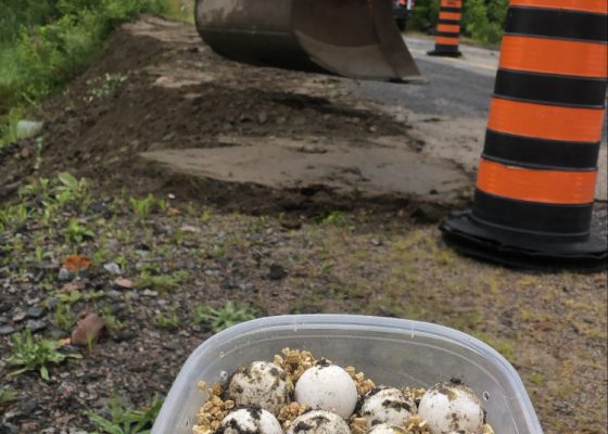 Saved turtle eggs in a bin near a road construction site. There is an excavator and some construction safety cones in the background.
