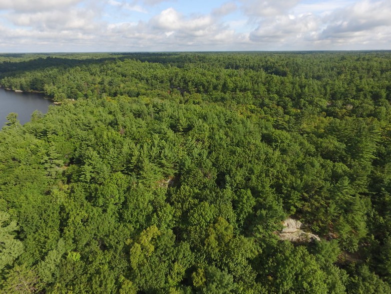 Aerial drone photo showing a forest with pine trees and deciduous trees.