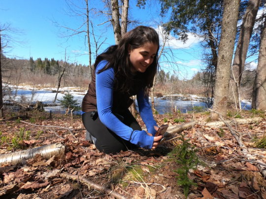 A person kneels down and holds their phone out at a plant to use the iNaturalist app