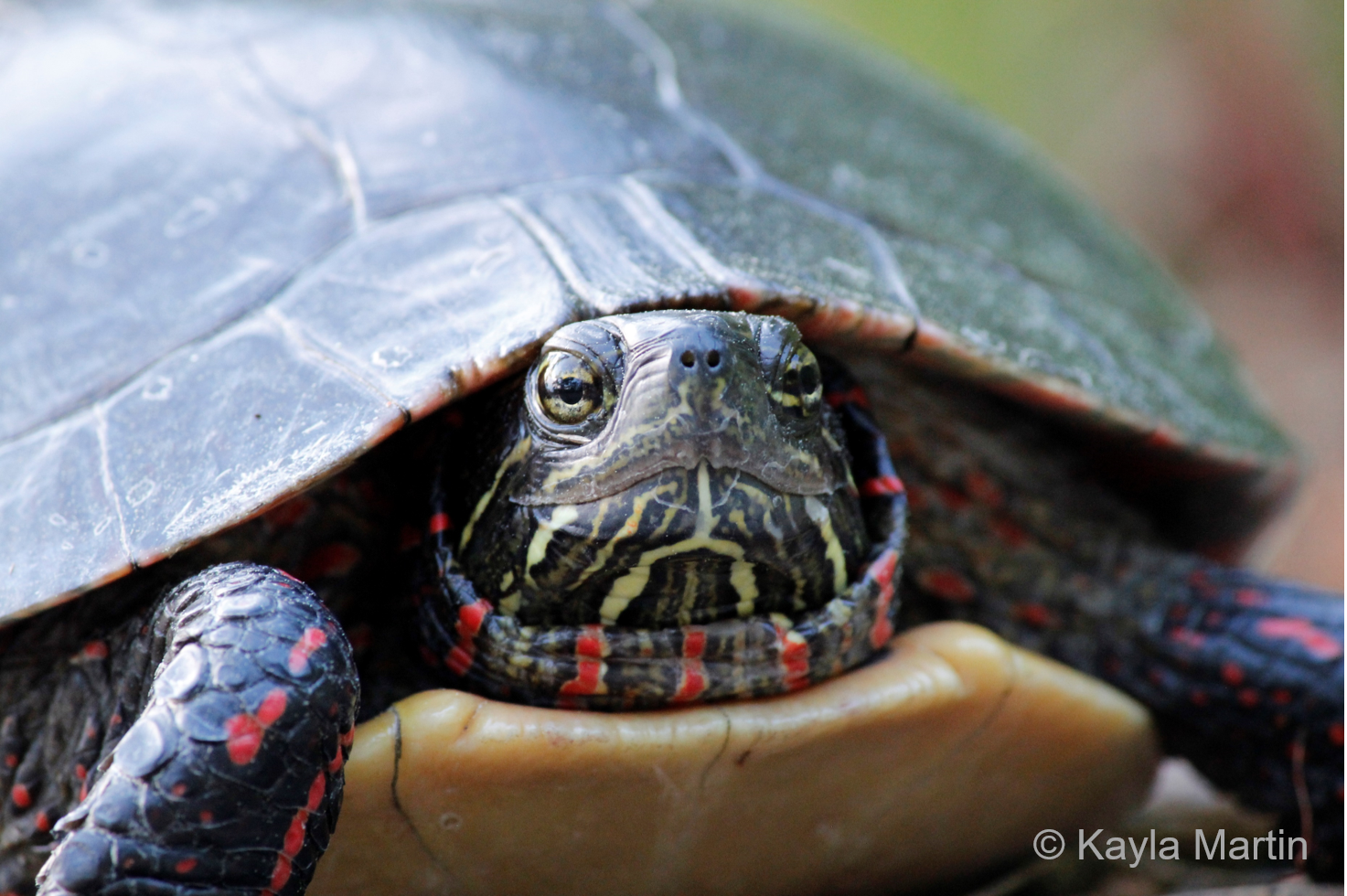 A close-up of a painted turtle&#039;s face