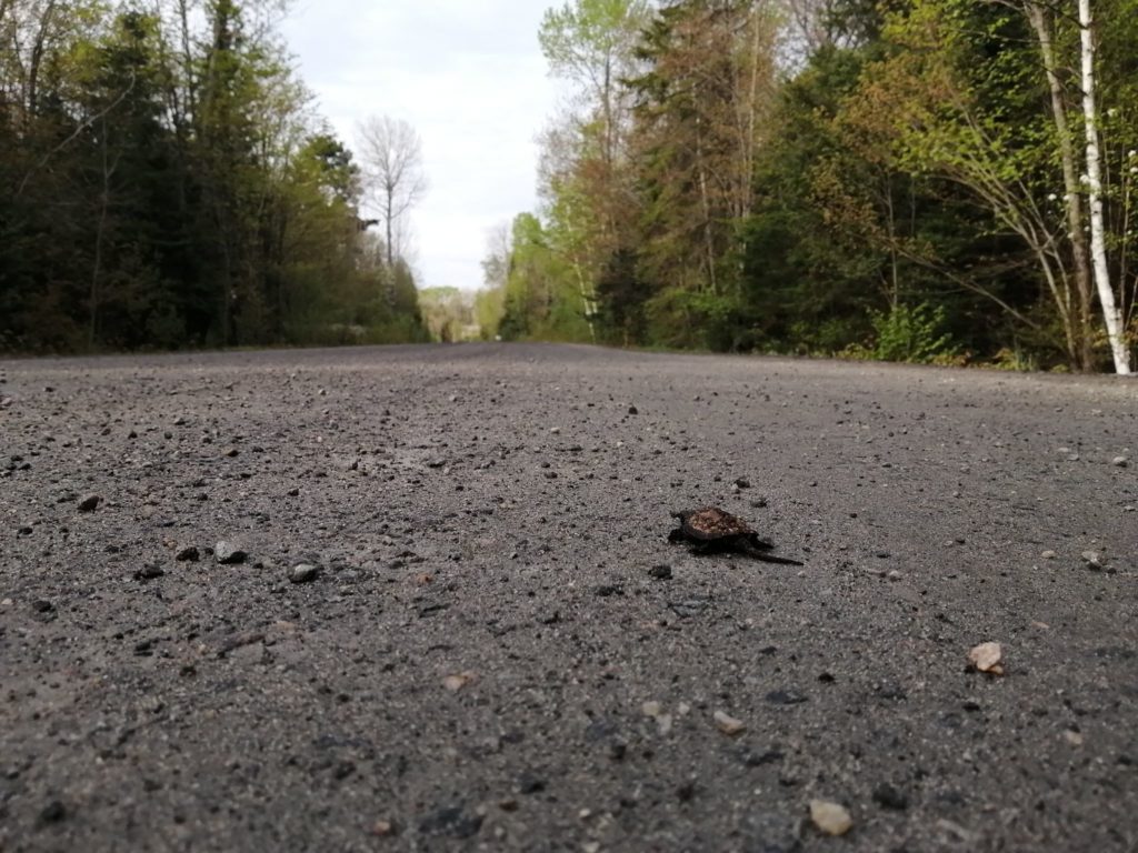 Hatchling snapping turtle crossing a road
