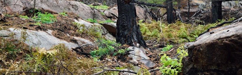 A burnt pine tree stands among new growth of moss and groundcover.