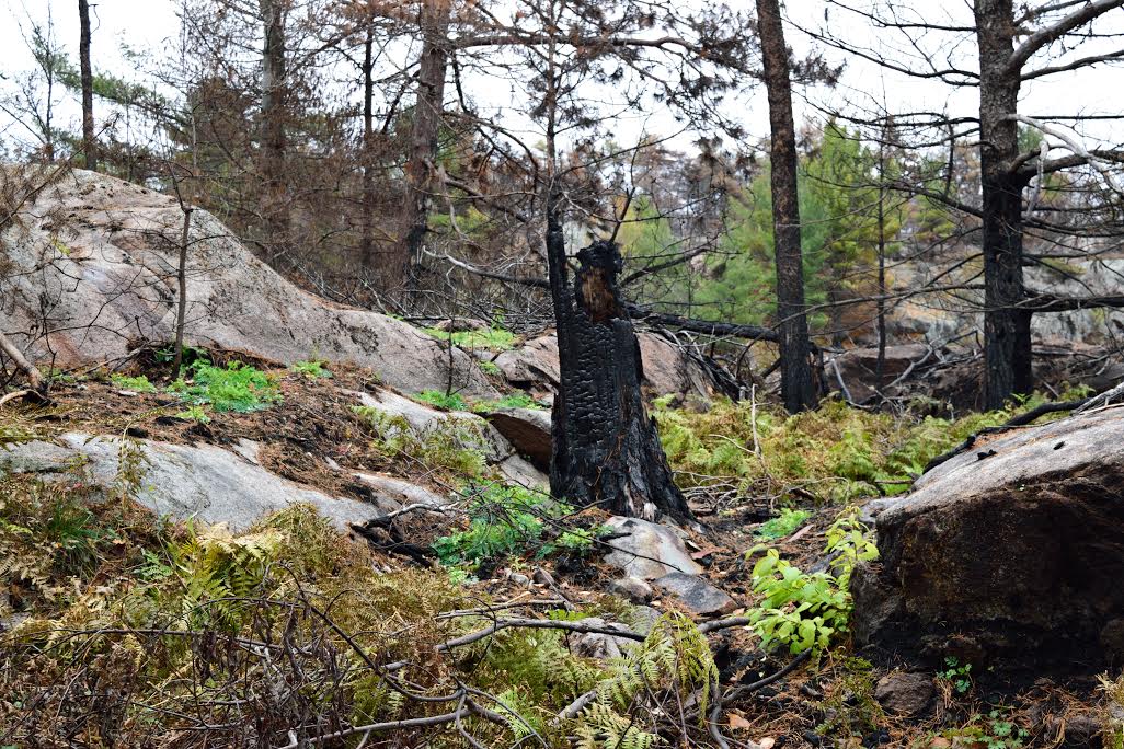 Burnt pine trees remain after a forest fire. On the ground there is new growth of plants and mosses.