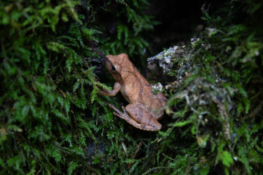 Spring peeper frog on moss.