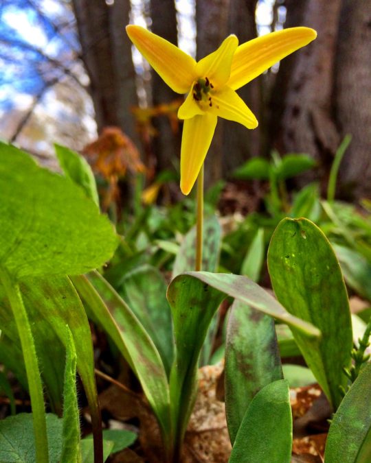 Yellow trout lily in spring