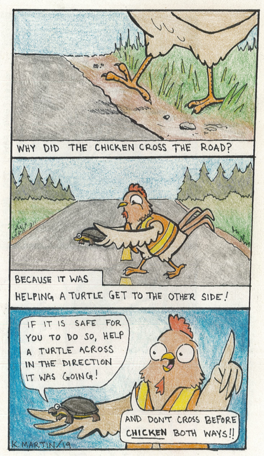 A cartoon with a chicken crossing the road to help a turtle get to the other side. The chicken explains how you can help a turtle across the road (in whatever direction the turtle was going) if it is safe to do so. 