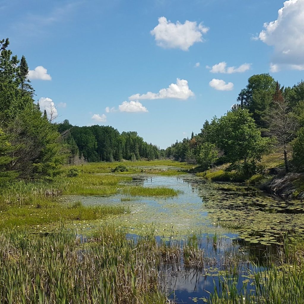 Wetlands are important ecosystems and habitats in the Biosphere. Photo credit: Kayla Martin