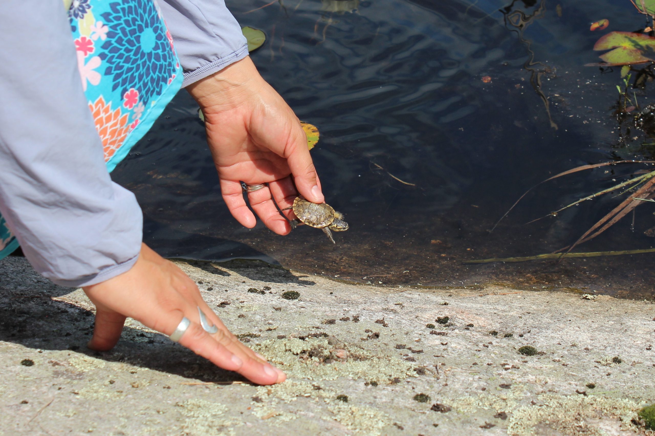 Close up of someone&#039;s hands as they kneel by the shore and release a turtle hatchling.