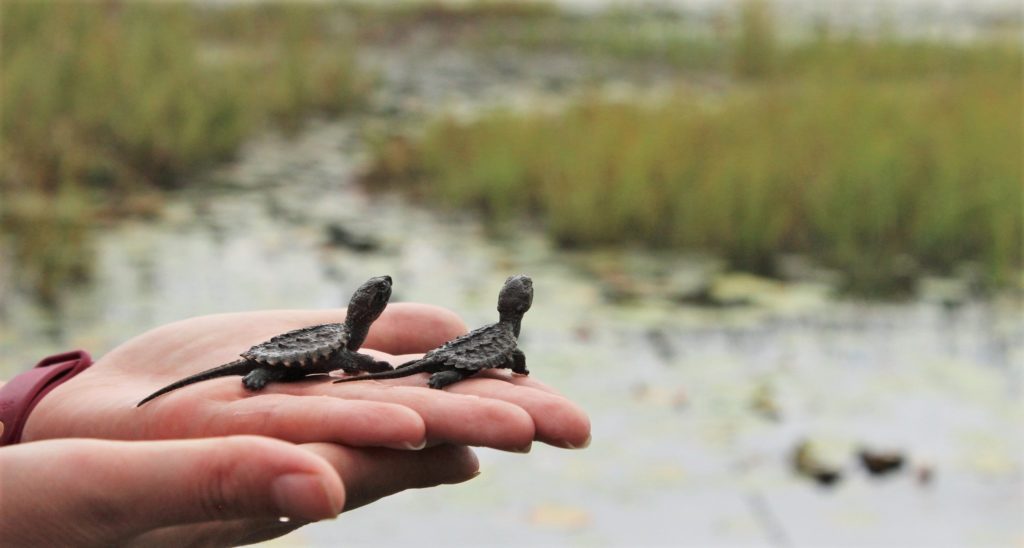 two baby turtles in the palm of a person's hand. The turtles are looking out towards a wetland in the background.