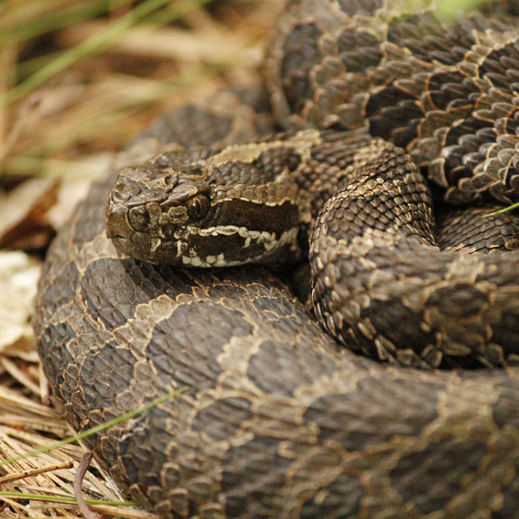 A close-up of a snake's face and part of its coiled body.
